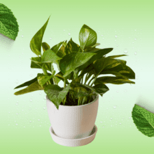 Ornamental Plants - Epipremnum aureum