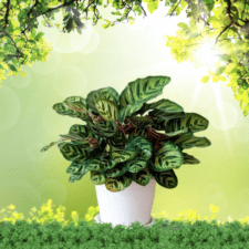 Ornamental Plants - Calathea