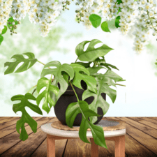 Ornamental Plants - Philodendron