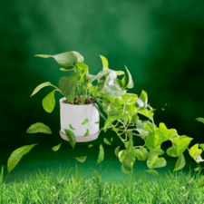 Ornamental Plants - Pothos