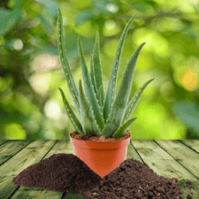 Ornamental Plants - Aloe Vera