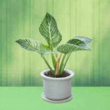 Ornamental Plants - Philodendron