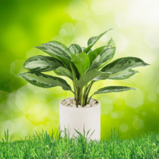 Ornamental Plants - Chinese Evergreen