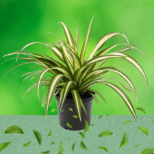 Ornamental Plants - Spider Plant