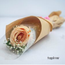 Wrapped single peach rose in clear sleeve